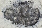 Utaspis Trilobite Multiple Plate - Marjum Formation, Utah #106186-1
